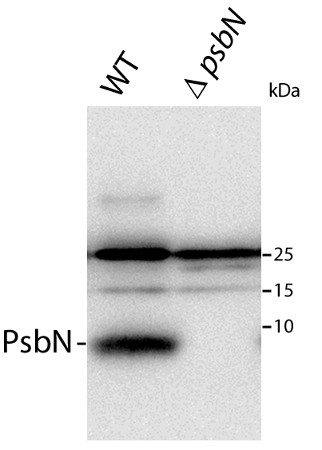 western blot using anti-PsbN antibodies